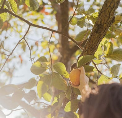 Tree Pruning Christchurch