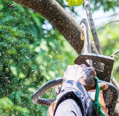 Christchurch Tree Pruning in Action