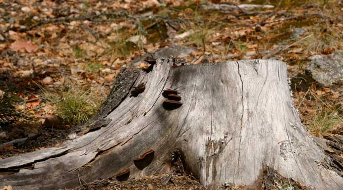 Christchurch tree services home page - stump grinding and tree felling