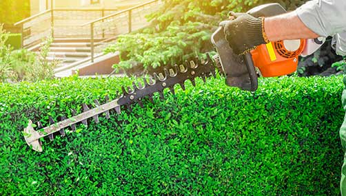 professional hedge trimming