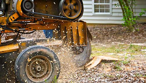 stump removals