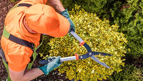 Tree Pruning Christchurch
