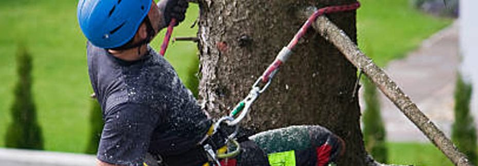 tree removal rangiora north canterbury